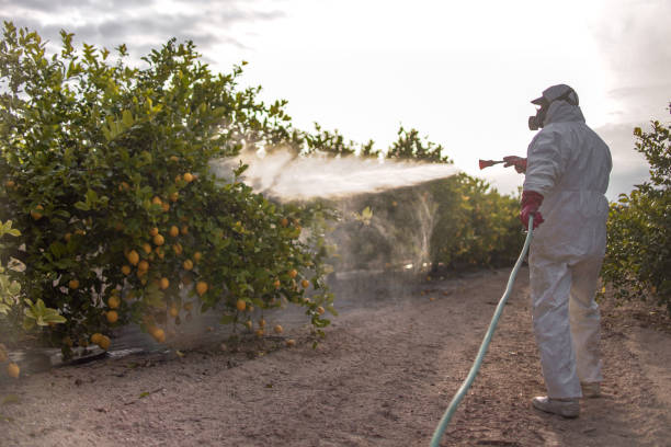 Best Termite Control Services  in Charles Town, WV