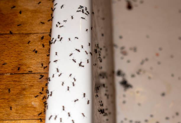 Best Pest Removal Services  in Charles Town, WV